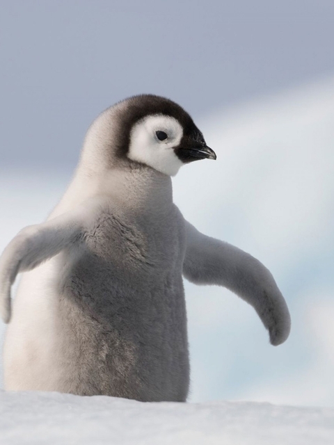 Image: Penguin, hatchling, head, eyes, Antarctica, snow