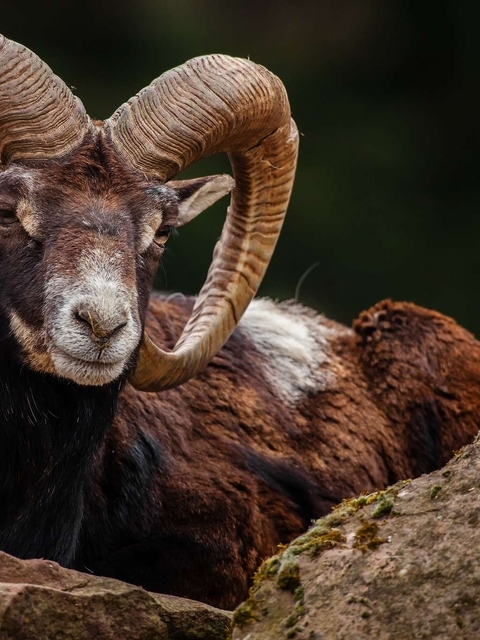 Image: Mountain sheep, mouflon, sight, horns, lies, stones