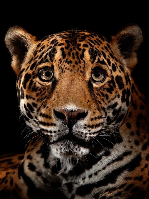 Картинка: Ягуар, хищник, морда, окрас, пятна, смотрит, чёрный фон