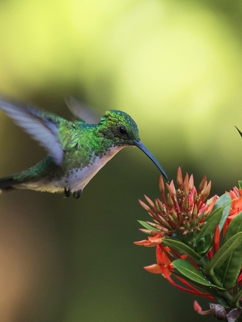 Image: Flower, Bird, Hummingbird