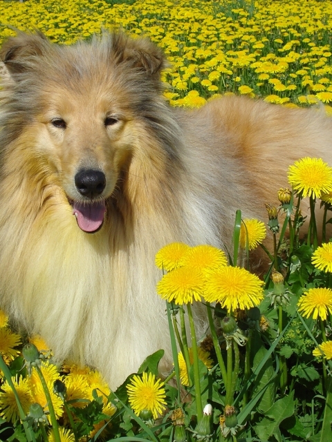 Картинка: Колли, собака, шерсть, одуванчики, трава, лето