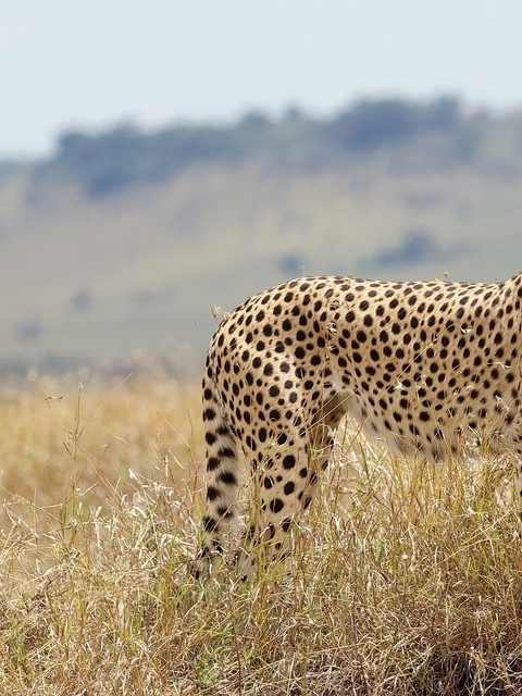 Image: Cheetah, cat, predator, stains, Savannah