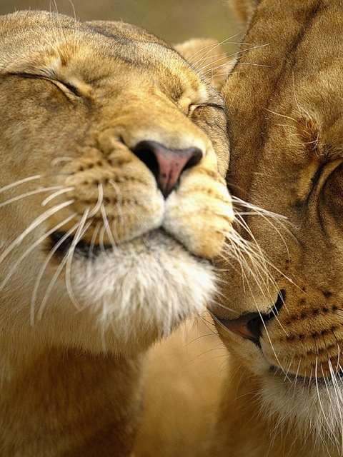 Картинка: Лев, львица, любовь, забота, нежнось