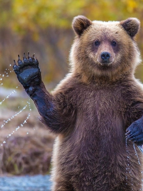 Image: Bear, Grizzly, Alaska, fur, paws, predator, hi, drops, spray, water