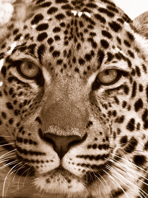 Image: Leopard, face, eyes, predator, spots, color