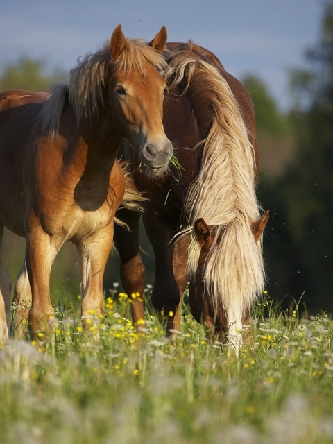 Image: Horse, couple, eating, grass, field, bokeh