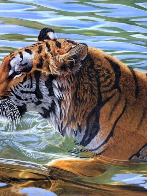 Картинка: Тигр, кошка, хищник, полосатый, усатый, зверь, плывёт, вода