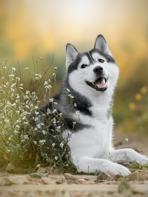 Картинка: Хаски, собака, порода, радость, цветы, поле, трава