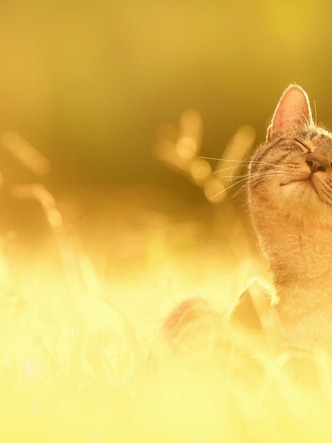 Image: Cat, snout, hiding, sun, ears, blurred background