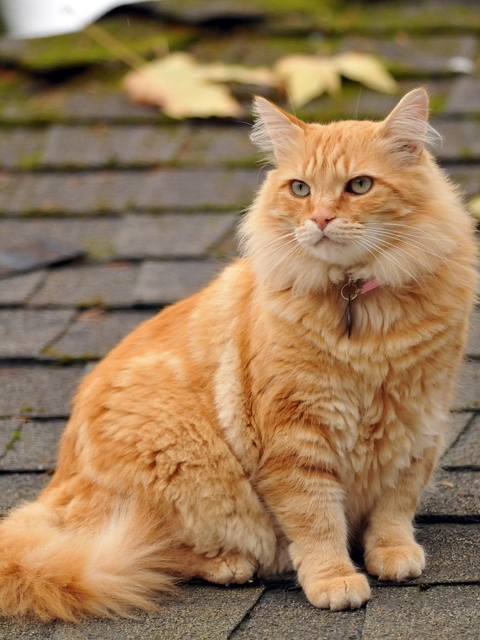 Image: Cat, red, sitting, collar, look, roof, leaves