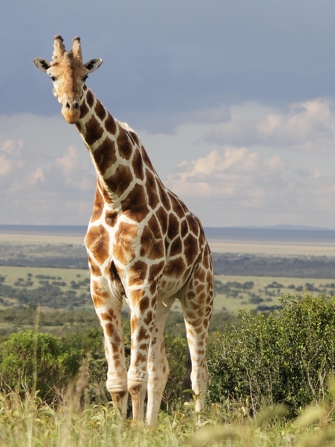 Картинка: Жираф, саванна, горизонт, трава, национальный парк, облака