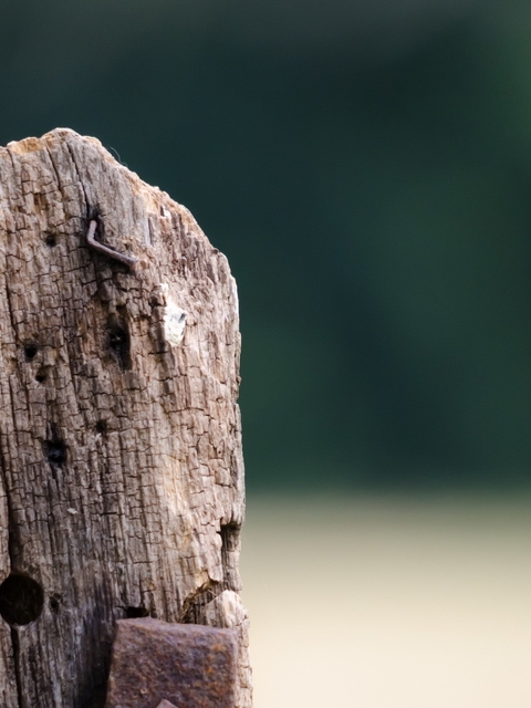 Image: Bird, woodpecker, tree, sitting, blurred background, looks