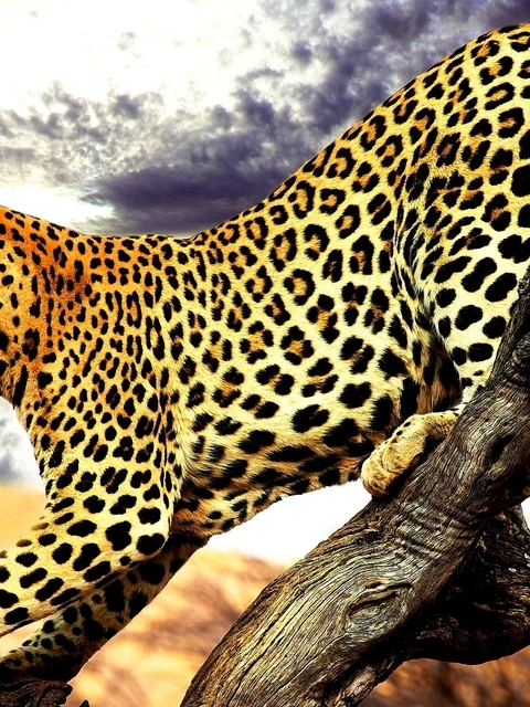 Image: Leopard, spots, carnivore, body, language, paw, tree branch