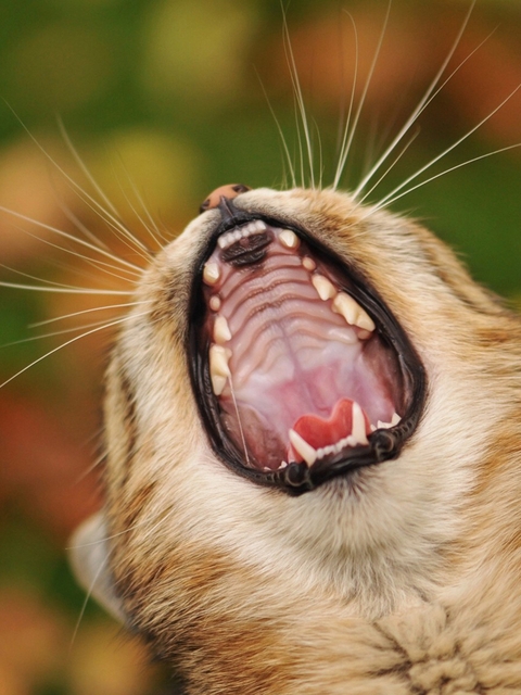 Картинка: Котик, зевает, пасть, усы