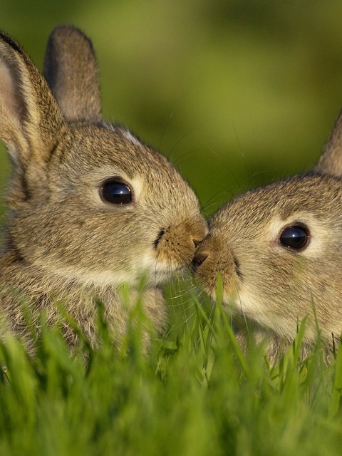 Image: Hares, Love, Family
