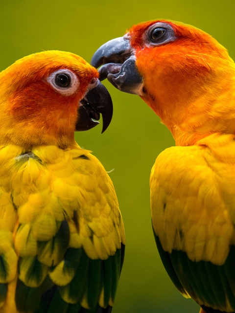 Картинка: Жёлтые, попугай, два, забота
