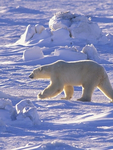 Image: Polar bear, goes, desert, sunny day, snow, winter
