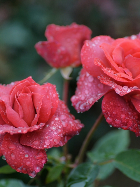 Image: Rose, roses, red, drops, dew, water