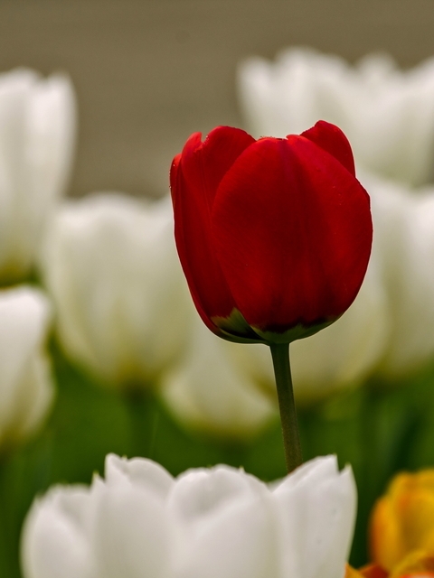 Картинка: Тюльпаны, красный, белый, жёлтый