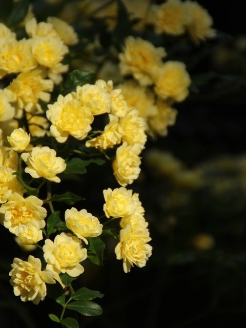 Image: Rose, shrub, yellow