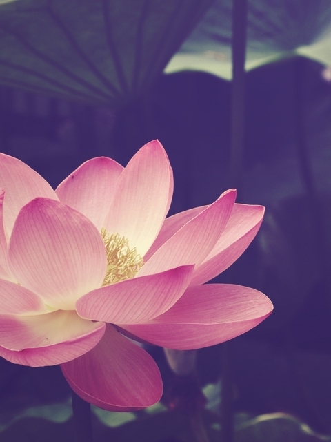 Image: Lotus, flower, plant, amphibious