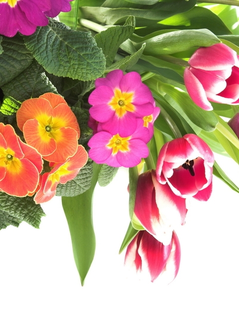 Картинка: Цветы, букет, листья, тюльпаны