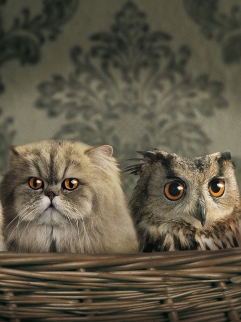 Image: Cat, owl, camouflage, sight, eyes