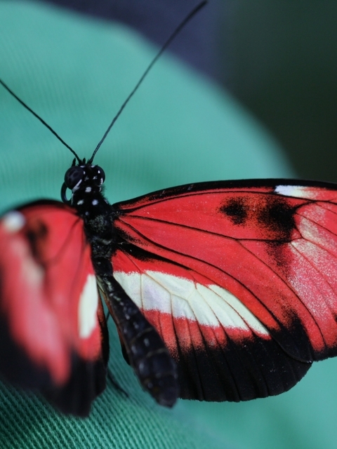 Картинка: бабочка, красота, природа