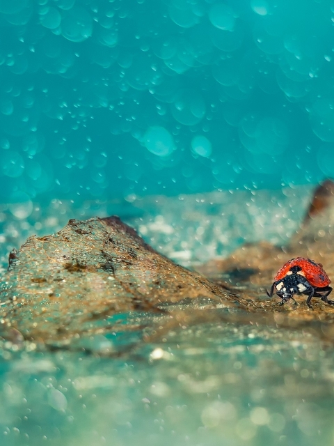 Image: Insect, ladybug, drops, macro, leaves, glare