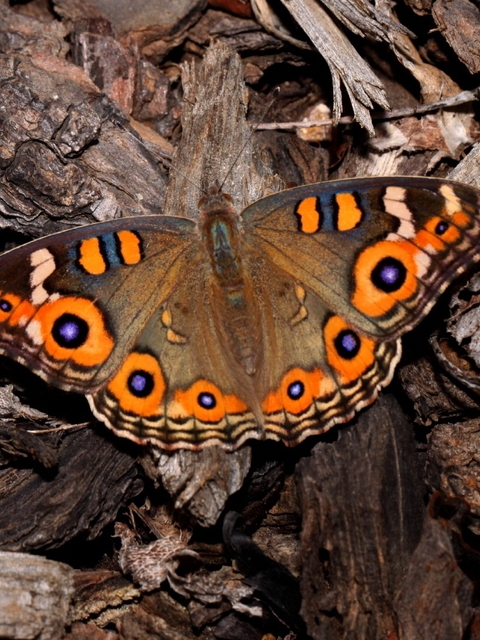 Image: Butterfly, wings, wood, wood