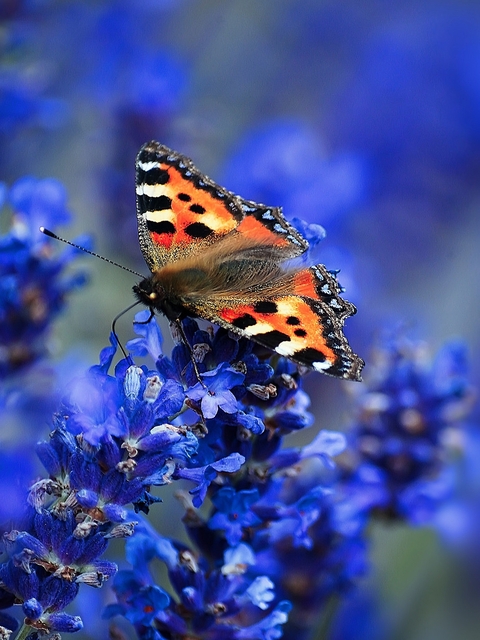 Картинка: Бабочка, крапивница, сидит, цветок, лаванда, в фокусе
