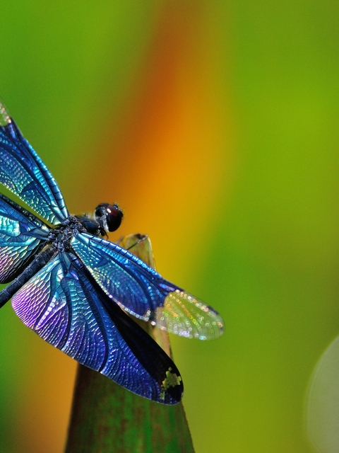 Image: Dragonfly, wings, sitting, blurring, leaf