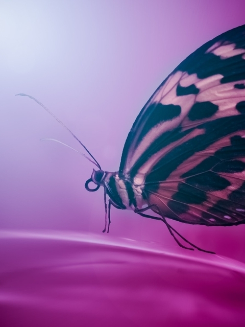 Картинка: Бабочка, крылья, сидит, цветок, цвет, пурпурный