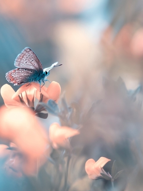 Image: Butterfly, wings, sitting, flower, blurred background