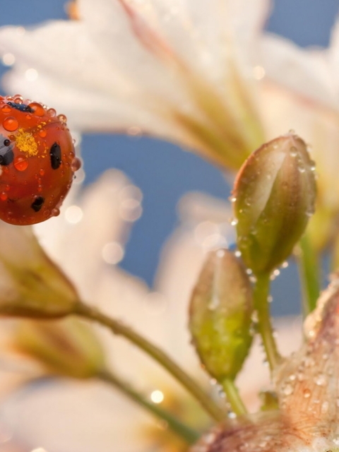 Image: Ladybug, flower, buds, point, dew, drops