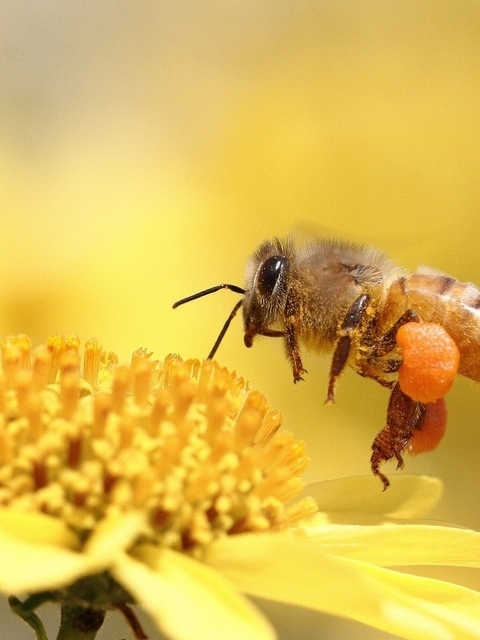 Image: Bee, collection, flower, yellow