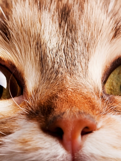 Image: Eyes, nose, hair, hairs, eyes, macro, cat, curiosity