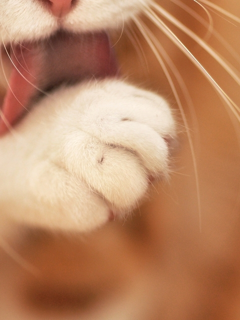 Image: Cat, paw, whiskers, hair, language