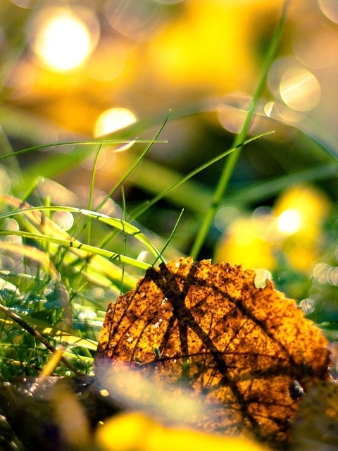 Картинка: Лист, осень, зелёная трава, веточки, блики, свет, солнечные лучи