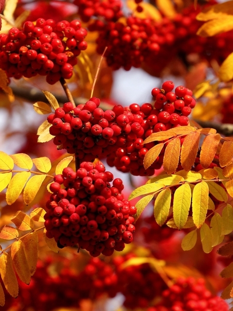 Картинка: Рябина, красная, ягоды, грозди, ветки, листья, осень, природа