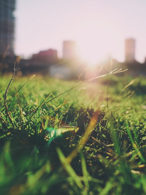 Image: Turf, grass, sprigs, city, houses, buildings, sun, summer, sky