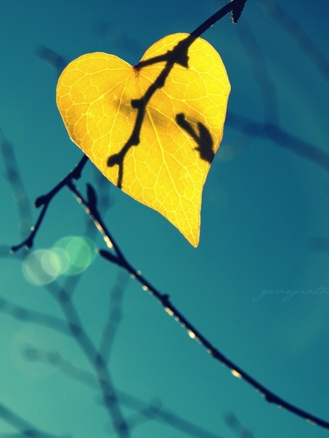 Image: Sheet, yellow, branches, fall, form, heart, heaven, bokeh, close-up, background