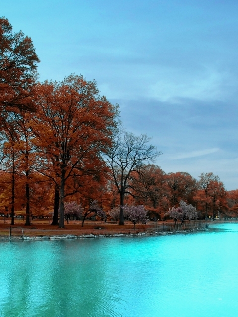 Image: Trees, branches, leaves, lake blue, sky, autumn