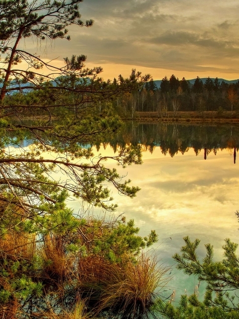 Картинка: Лес, деревья, хвоя, озеро, небо, закат, отражение, осень