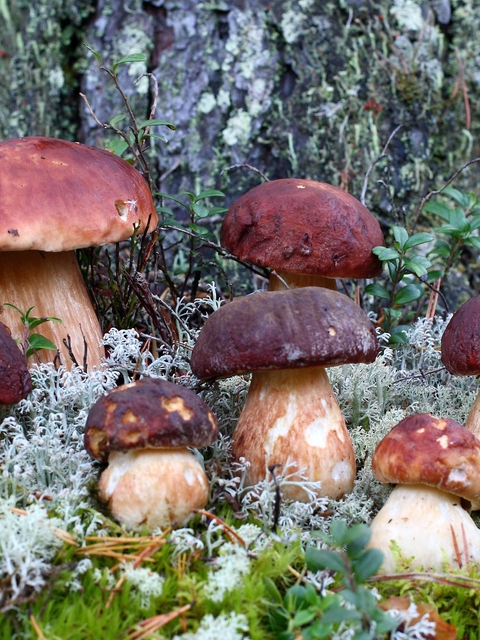 Картинка: Грибы, белый гриб, боровик, природа, лес, мох, семейство