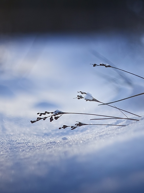 Image: Blade of grass, snow, snowdrift, winter, shadow