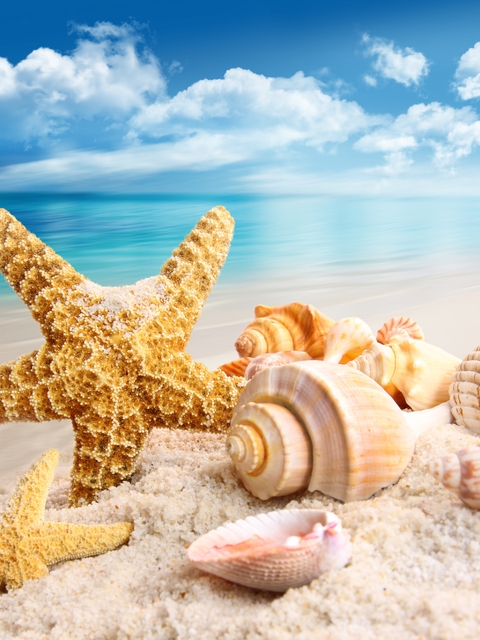 Картинка: Море, песок, отдых, морская звезда, ракушки, небо
