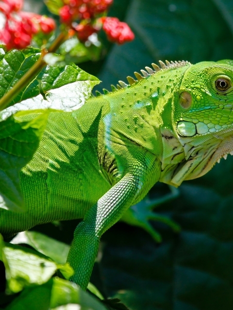 Image: Reptile, iguana, green, greenery, the sun