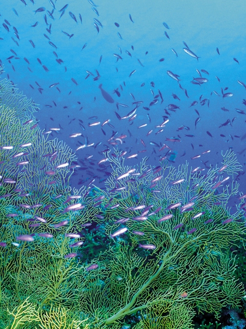 Картинка: Косяк рыб, кораллы, риф, водоросли, океан