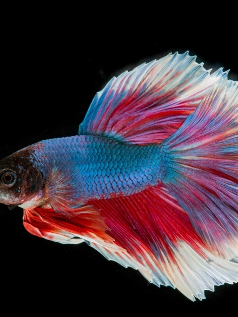 Image: Fish, color, fins, black background